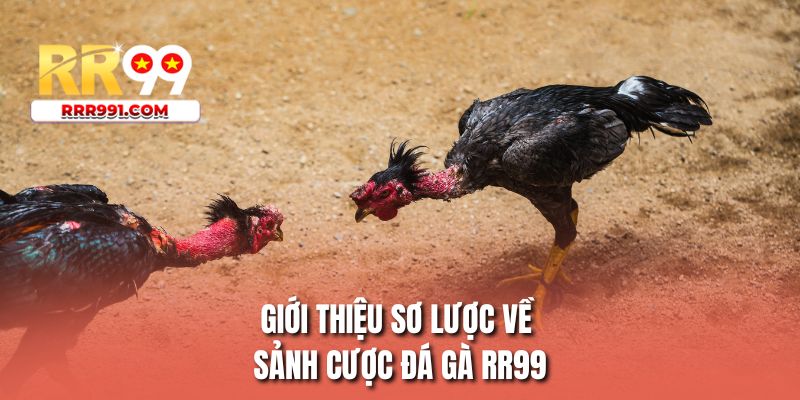 Giới thiệu sơ lược về sảnh cược đá gà RR99