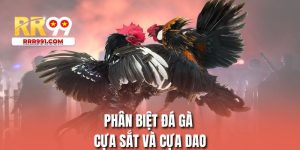 phân biệt đá gà cựa sắt và cựa dao