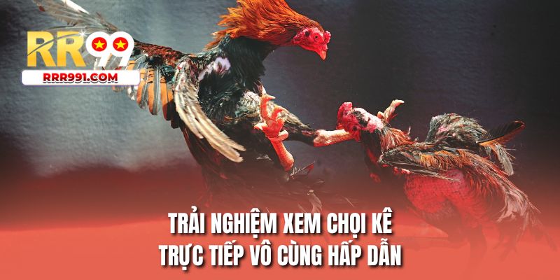 Trải nghiệm xem chọi kê trực tiếp vô cùng hấp dẫn