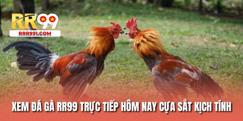 Xem đá gà RR99 trực tiếp hôm nay cựa sắt kịch tinh